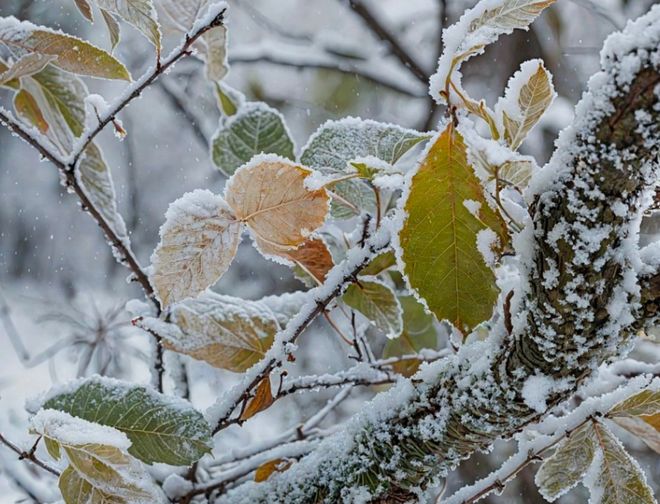 降雪刷爆朋友圈冬天的雾凇雪景比北方更有韵味PG麻将胡了免费试玩模拟器天柱山元旦首场(图5)